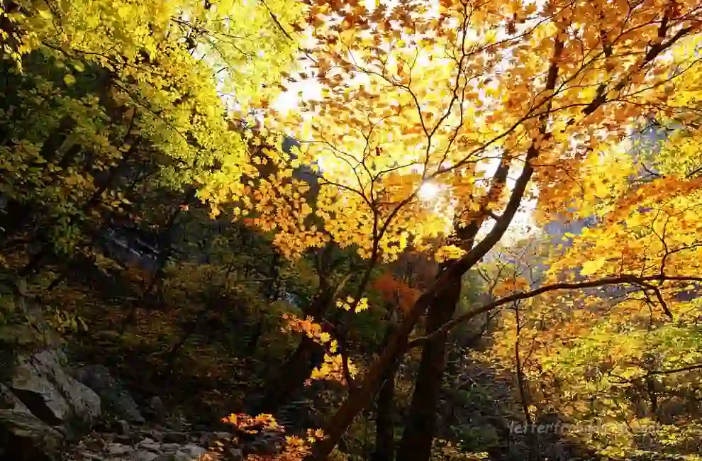 Seoraksan Autumn Foliage