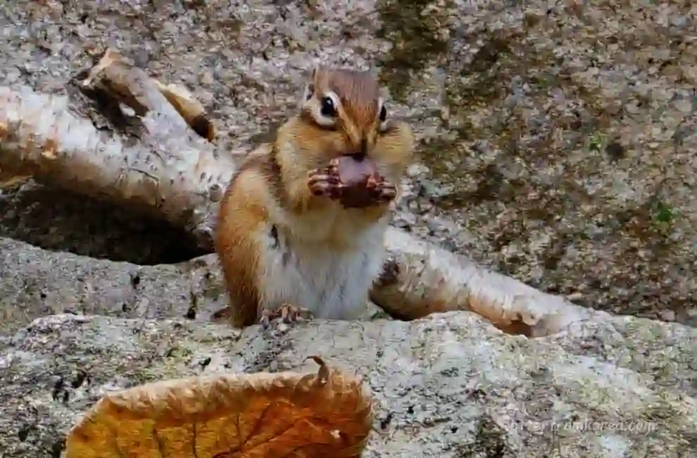 A squirrel on the Seoraksan hiking trail