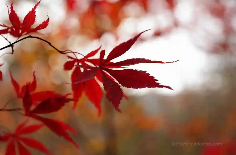 Autumn foliage