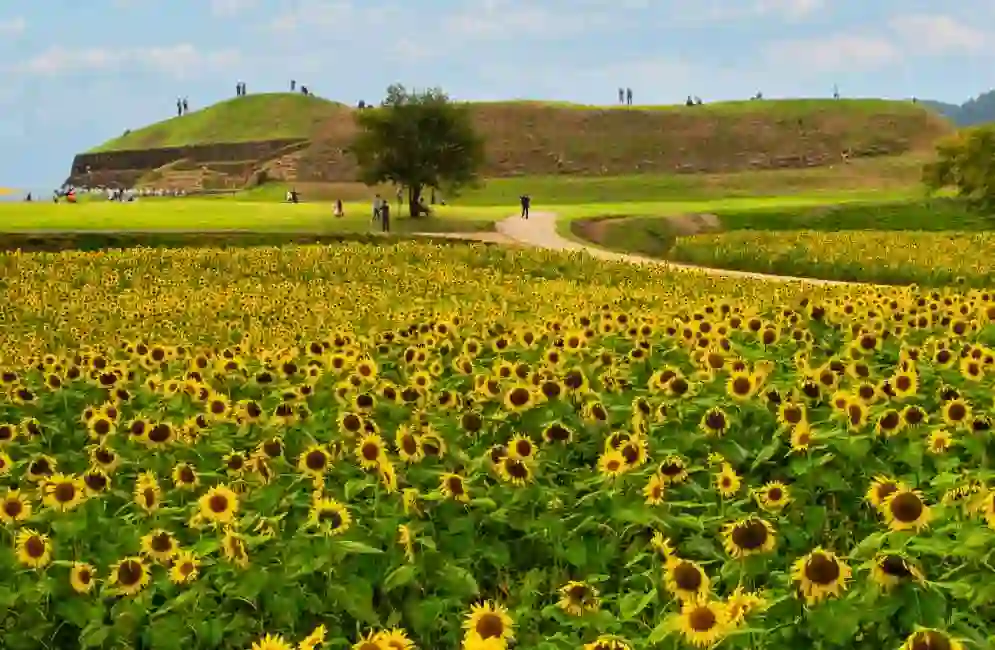 Hirogoreu when the sunflowers bloom